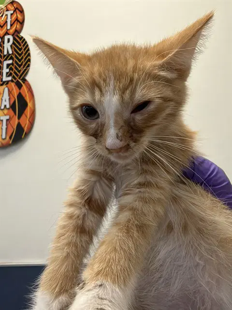 Cat - Domestic Short Hair