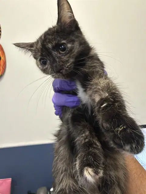 Cat - Domestic Short Hair