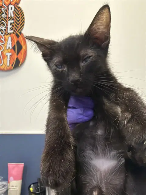 Cat - Domestic Short Hair