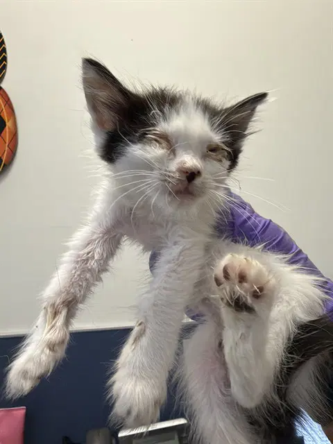 Cat image 1