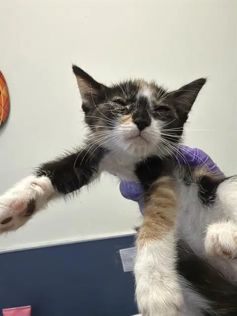 Cat - Domestic Short Hair