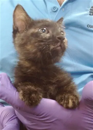 Alize - Domestic Short Hair
