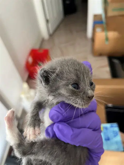 Snickers - Domestic Long Hair