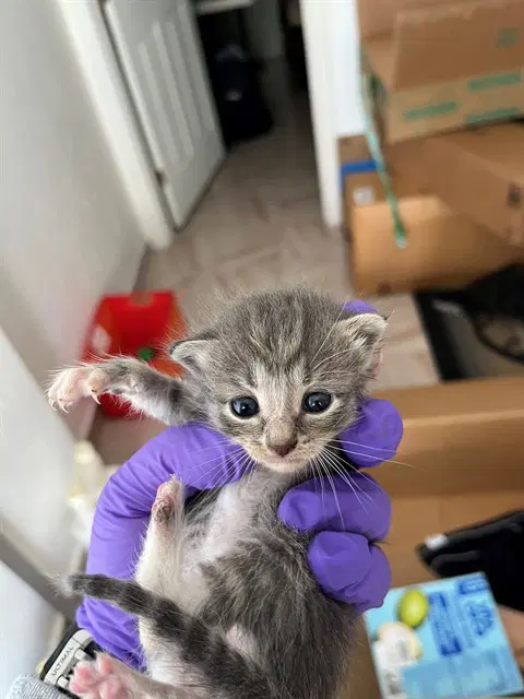 Kitkat - Domestic Long Hair