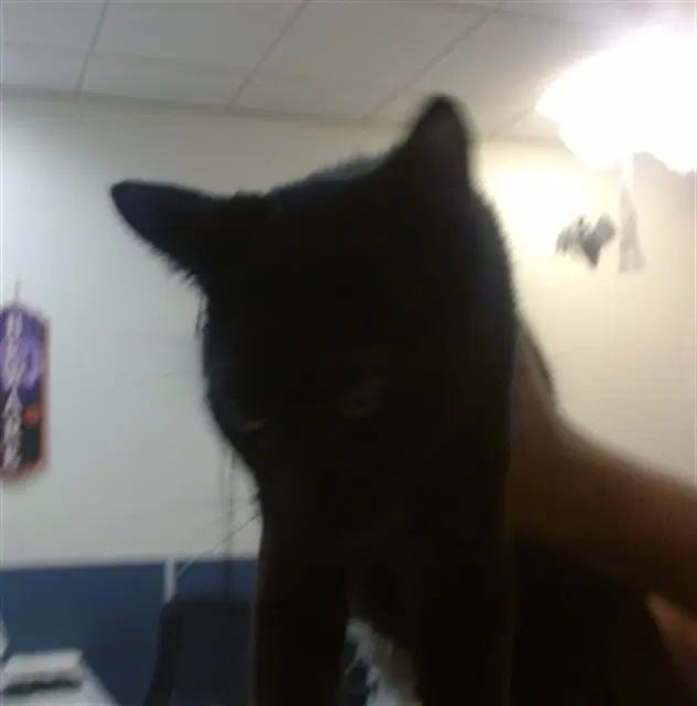 Reesee - Domestic Short Hair