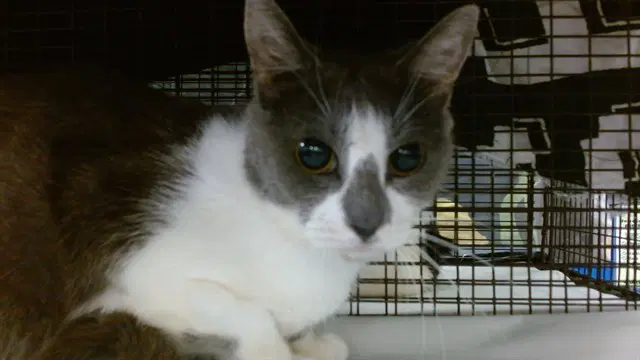 Yuna - Domestic Short Hair