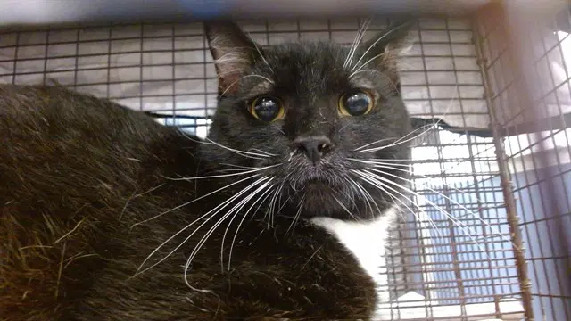 Boris - Domestic Short Hair