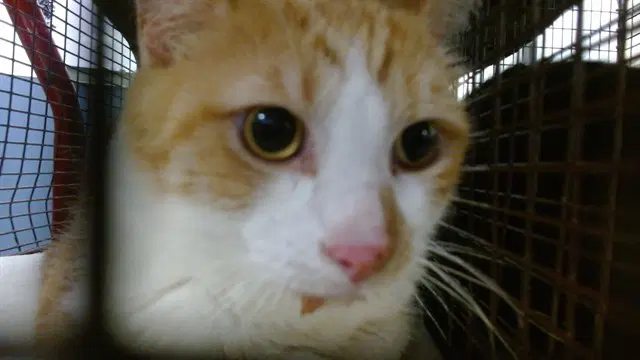 Tank - Domestic Short Hair