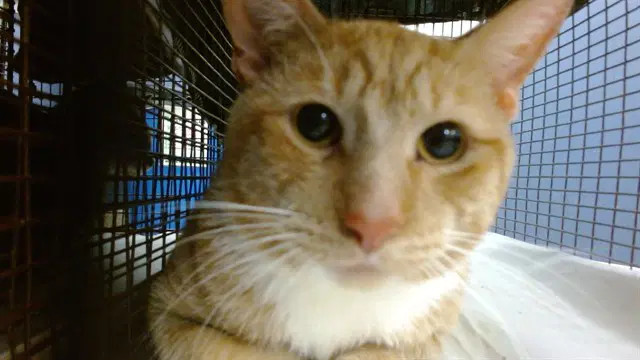 Ron - Domestic Short Hair