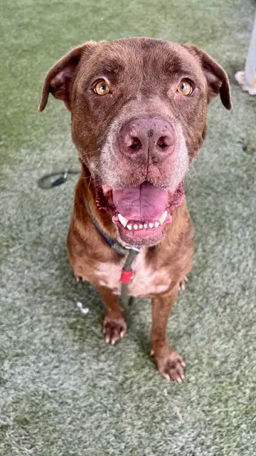 Horacio - Mastiff