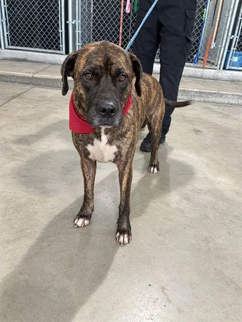 Hercules - Mastiff