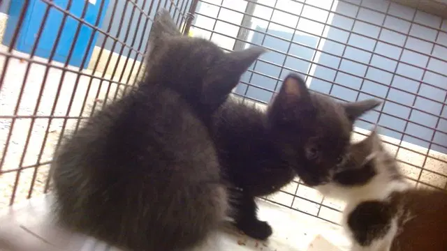Cat - Domestic Short Hair