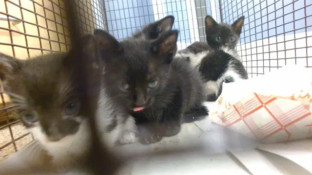 Cat - Domestic Short Hair