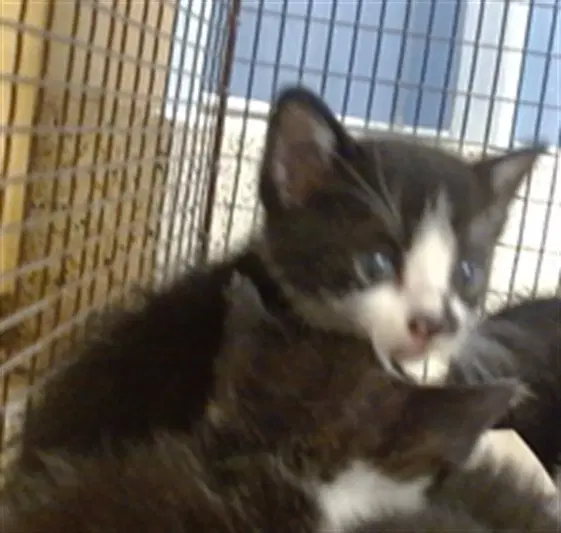 Cat - Domestic Short Hair