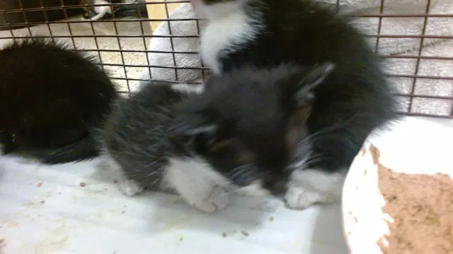 Cat - Domestic Short Hair