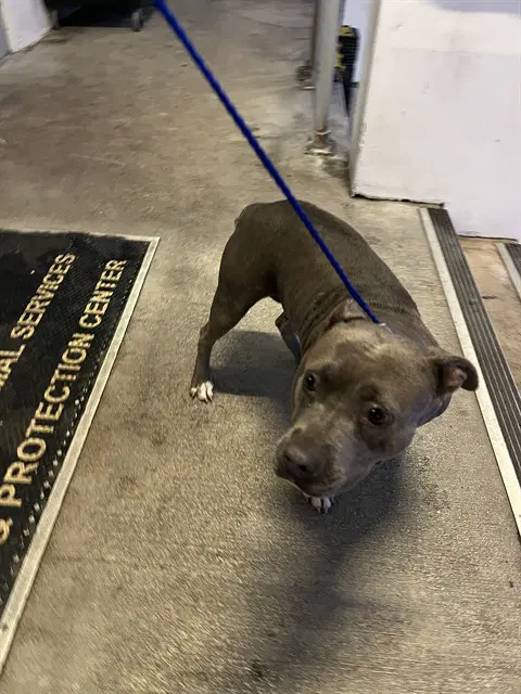 Flower - Pit Bull Terrier