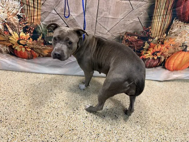 Flower - Pit Bull Terrier