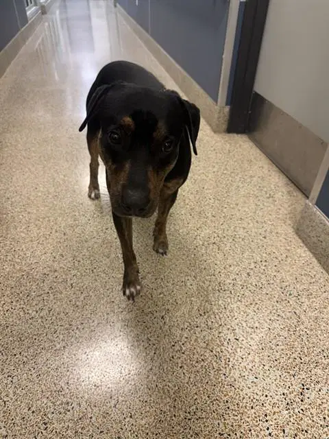 Inge - Rottweiler