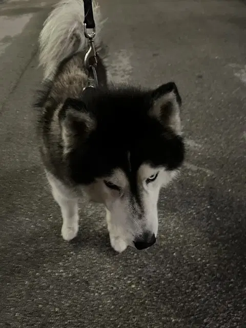 Loxi - Siberian Husky