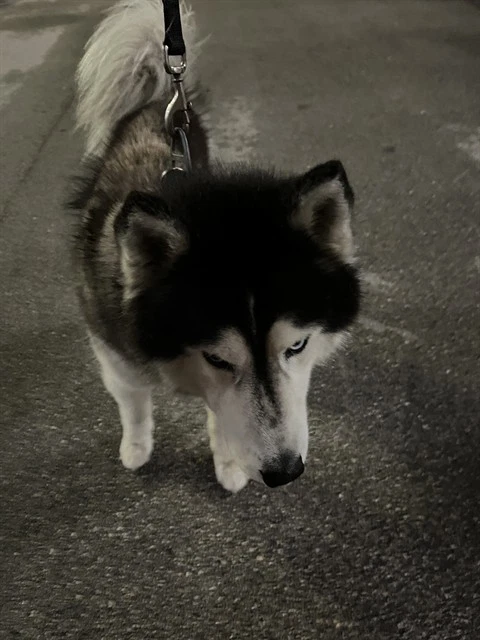 Loxi