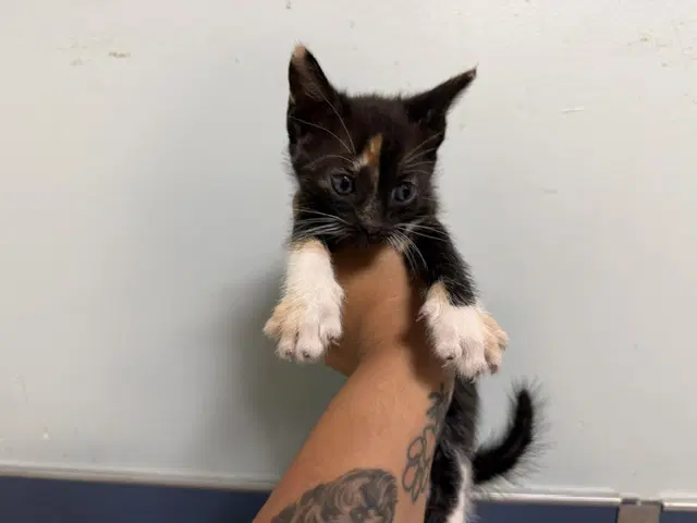 Lily - Domestic Short Hair