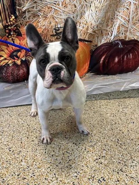 Leela - French Bulldog