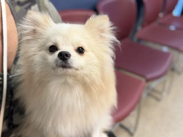Casper - Pomeranian