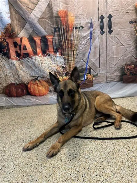 Rocky - German Shepherd Dog