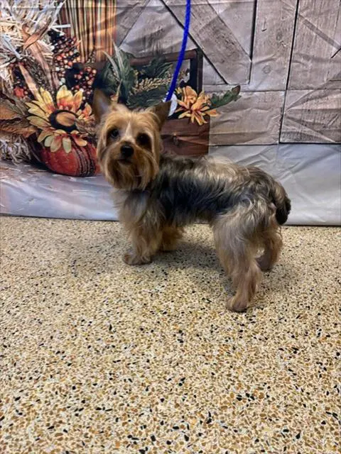 Caramelo - Yorkshire Terrier Yorkie