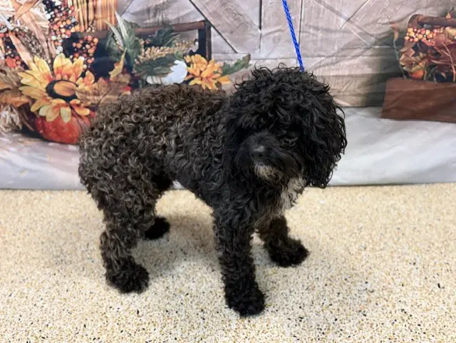 Zeke - Poodle (Miniature)