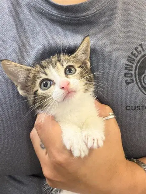 Kali - Domestic Short Hair
