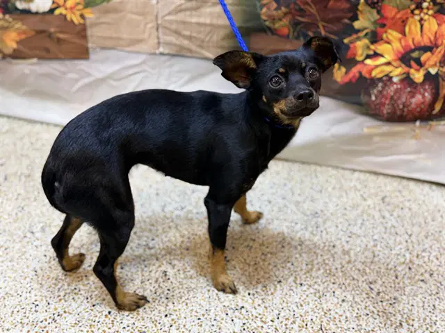 Vienna - Chihuahua