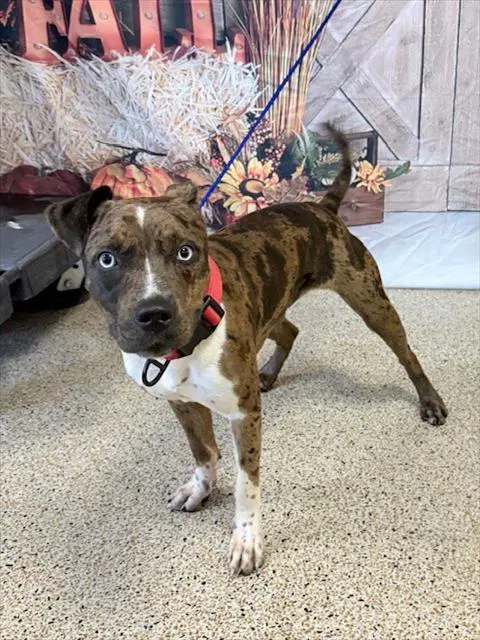 Pepper - Catahoula Leopard Dog