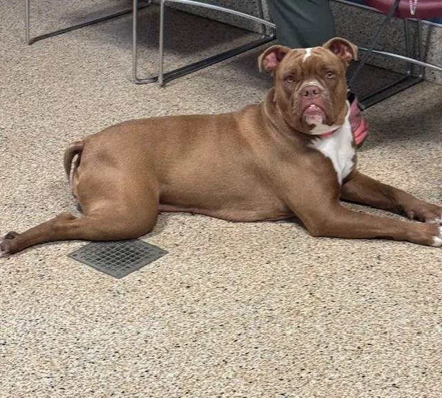 Sandra - English Bulldog
