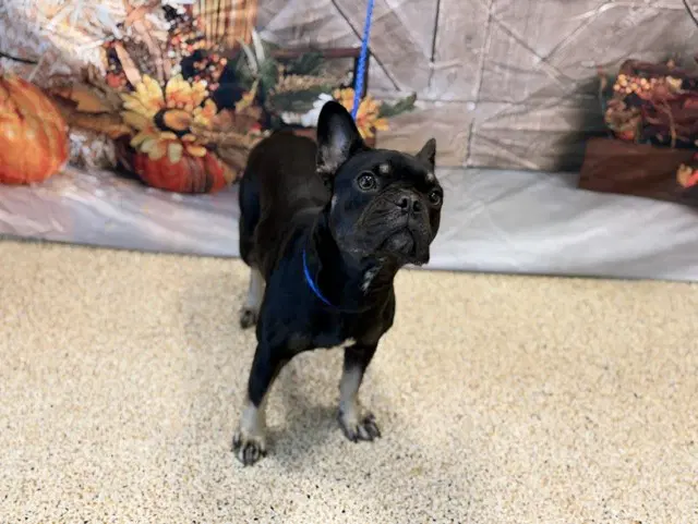 Dottie - French Bulldog