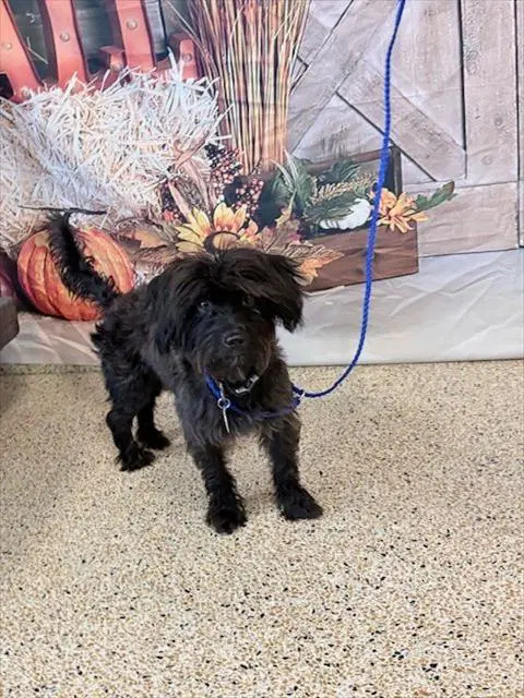 Max - Poodle (Miniature)