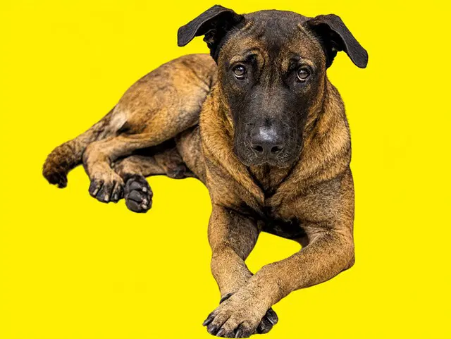Jack - Mastiff