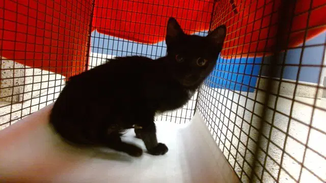 Umi - Domestic Short Hair