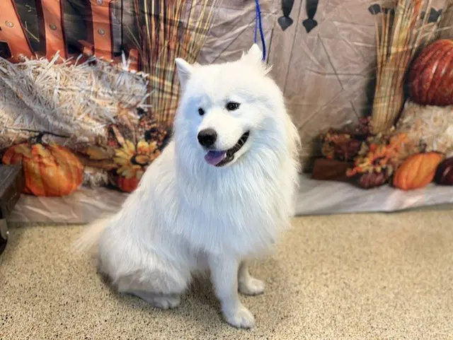 Zeus - Samoyed