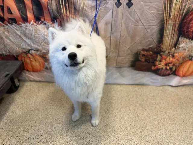 Thor - Samoyed
