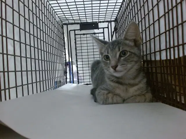 Randy - Domestic Short Hair