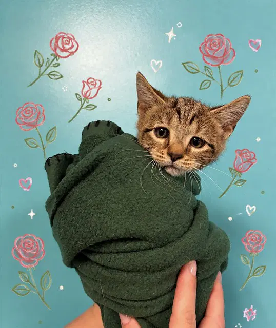 Rosie - Domestic Short Hair