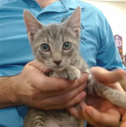 Rosie - Domestic Short Hair