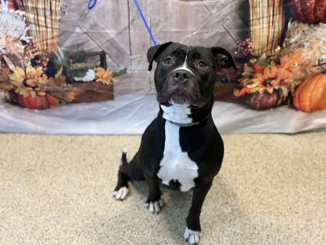 Libby - American Bulldog