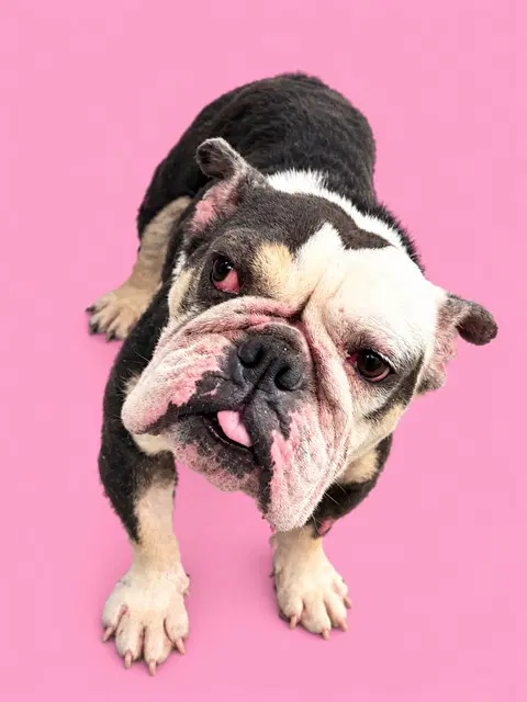 Trixie - American Bulldog