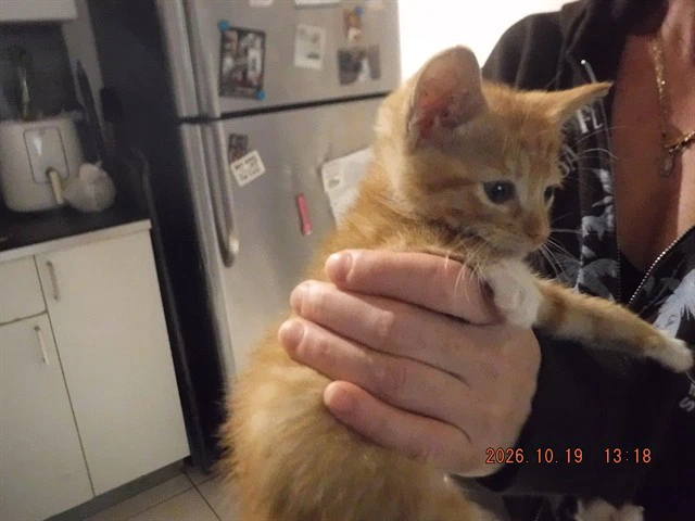 Kitty