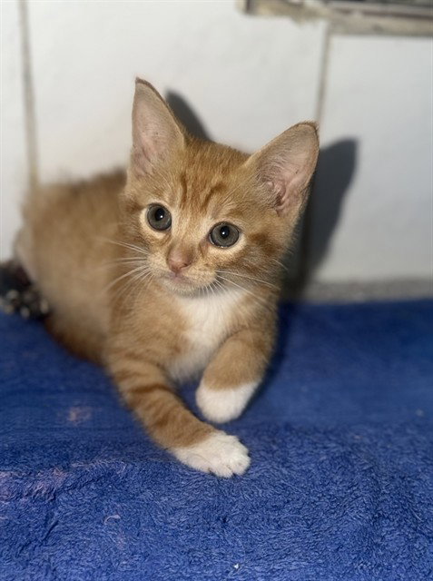 KITTY