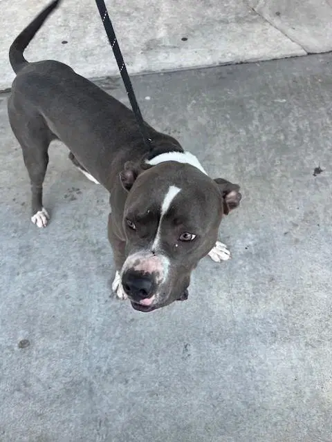 Rocky - American Bulldog