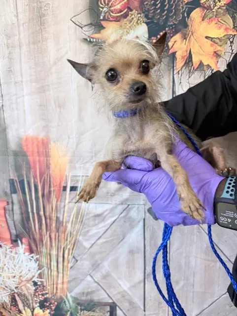 Lupe - Yorkshire Terrier Yorkie