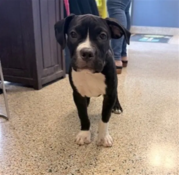 Mia-Amor - American Pit Bull Terrier
